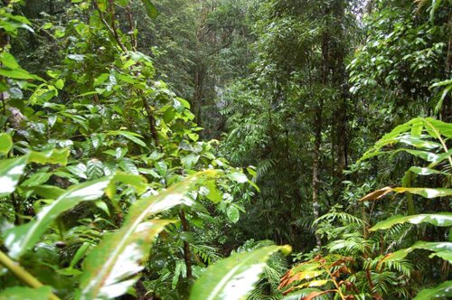 Rainforest facts: wildlife