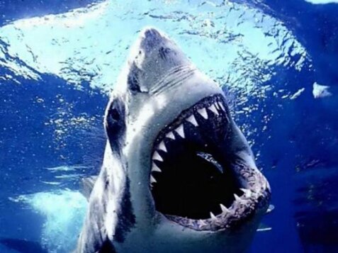 Shark facts: Hammerhead shark species
