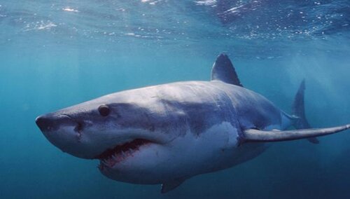 Shark facts: Whale shark