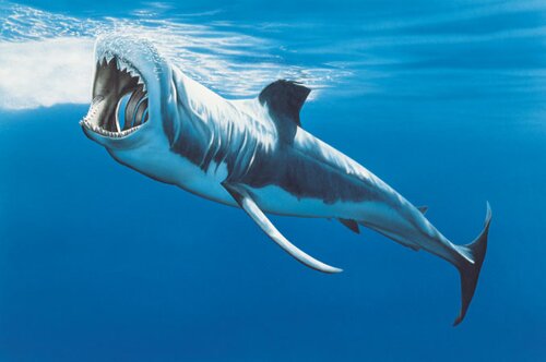 Shark facts: Whale shark and spot
