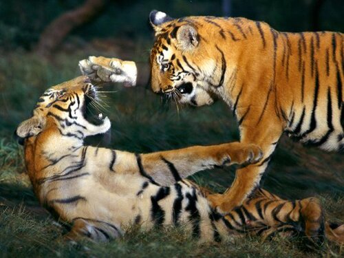 Tiger facts: Siberian tiger and its highest weight