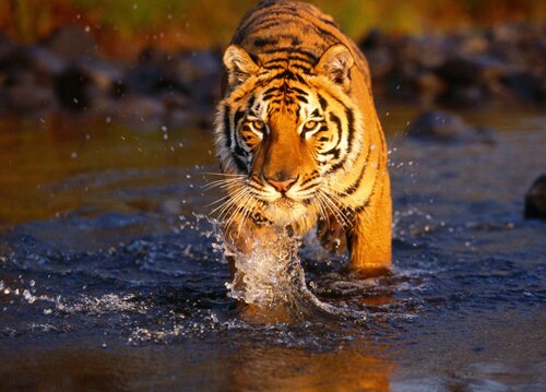 10 Interesting Tiger Facts