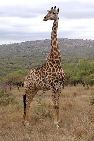 giraffe facts: Heart of giraffe