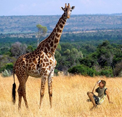 giraffe facts: the walking giraffe