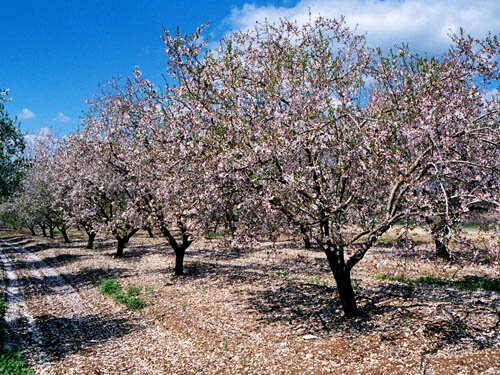 Almonds nutrition facts: Almond Tree.