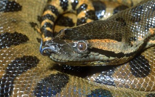 Amazon River facts: anaconda lurk