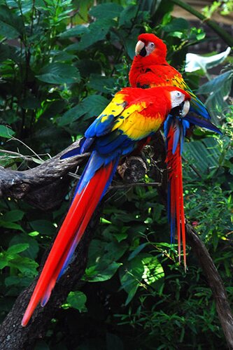 Amazon rainforest facts: Colorful Birds