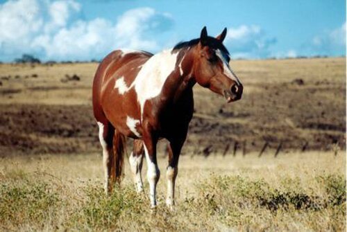 Horse facts: Horse Stallion