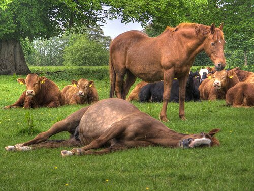 Horse facts: Laying Horse