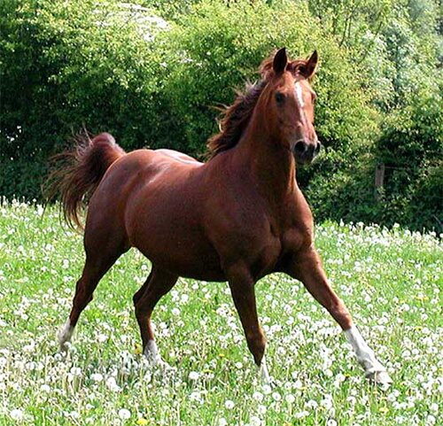 Horse facts: Nice Horse