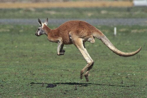 Kangaroo facts: Jumping Kangaroo