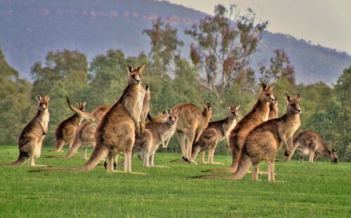 Kangaroo facts: mob