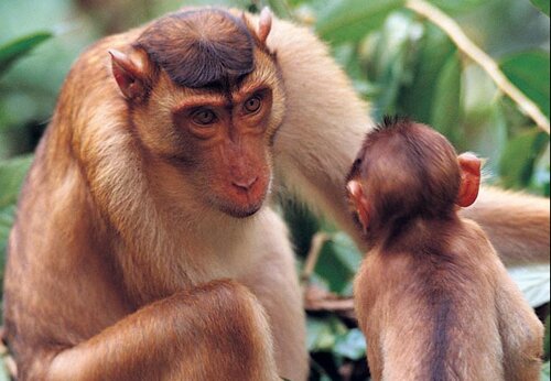 Monkey facts: communcation