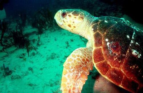 Sea turtle facts:swimming turtle