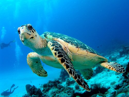 Sea turtle facts: hawkbill turtle