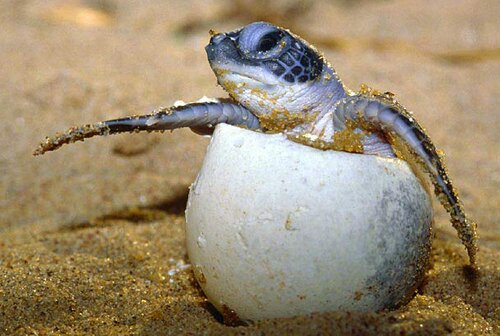 Sea turtle facts: sea turtle egg