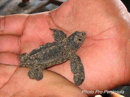 Sea turtle facts: turtle tukik