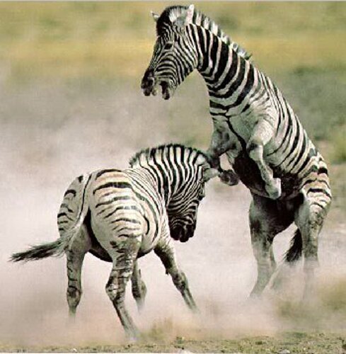Zebra facts:angry Zebras