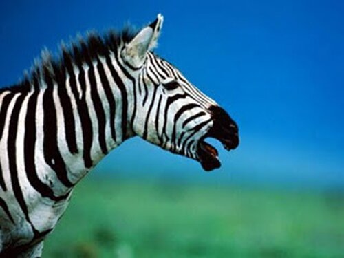 Zebra facts: Nice Zebra