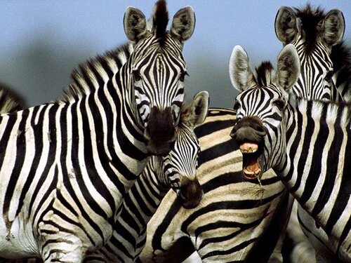 Zebra facts: Stripes of zebra