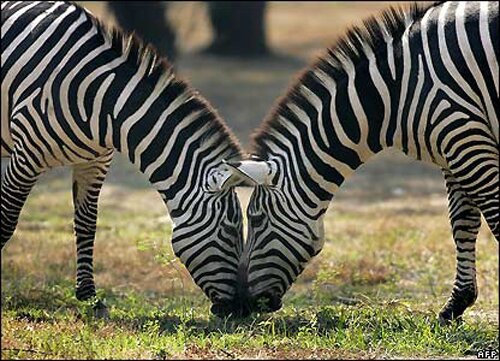 Zebra facts: Zebra eating