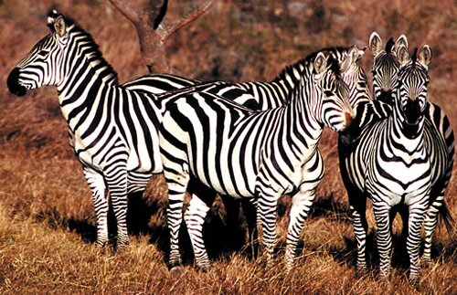 Zebra facts: big zebras
