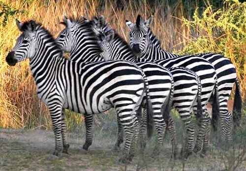 Zebra facts: group of zebra