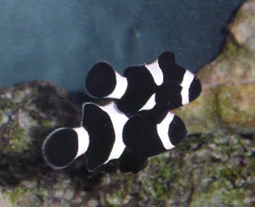 Clown fish facts: Black Percula Clown Fish