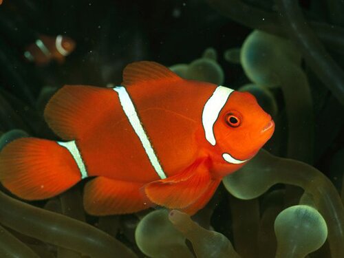 Clown fish facts: Orange clown fish