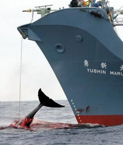 Japan facts: Whaling