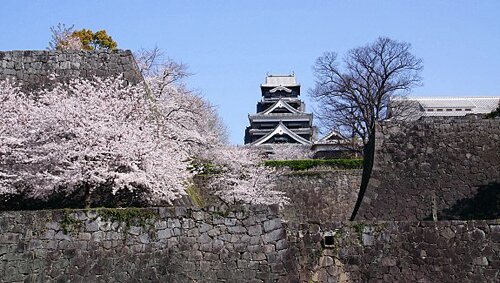 Japan facts: sakura