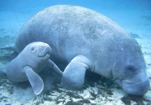 Manatee facts: manatee with baby
