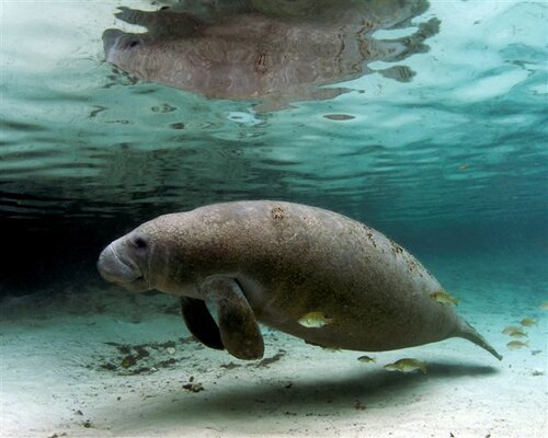 Manatee facts: underwater manatee