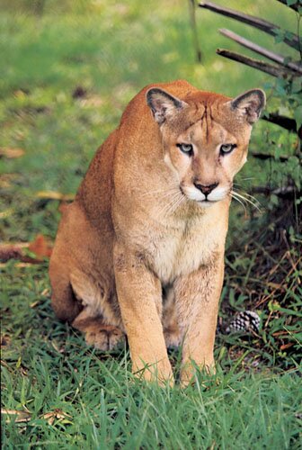 Panther facts: brown colored panther