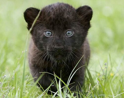 Panther facts: cub