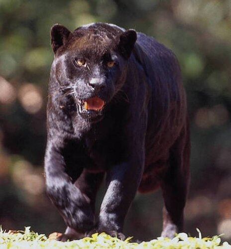 Panther facts: strong panther