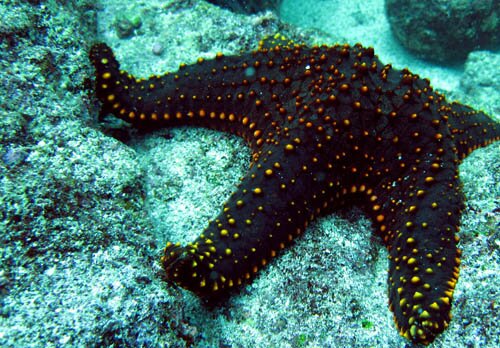 Starfish facts: Cute starfish
