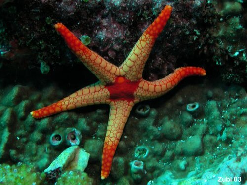 Starfish facts: Fromia monilis
