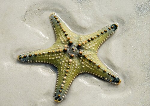 Starfish facts: Green Starfish