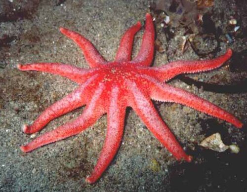 Starfish facts: sunstar