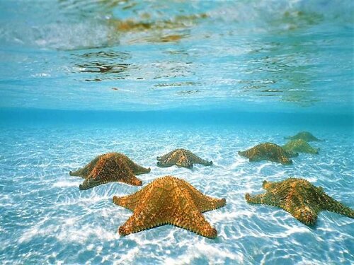 Starfish facts: underwater starfish