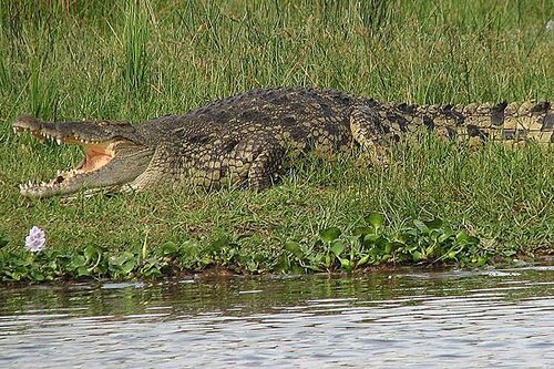 Crocodile facts: Nile crocodile