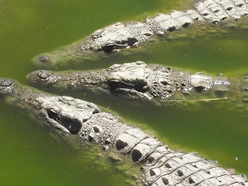 Crocodile facts: crocodile in water