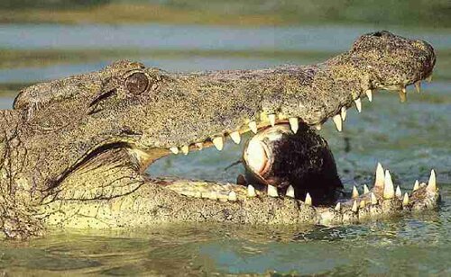 Crocodile facts: eating fish