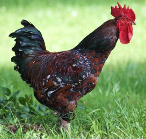 Delaware facts: Blue Hen chicken
