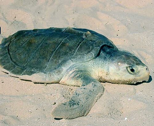 Facts about turtle: Kemp's Ridley Sea Turtle