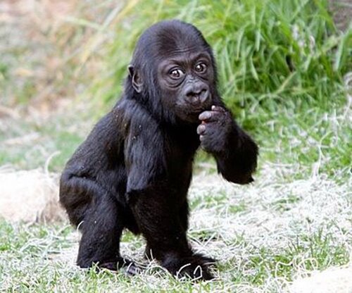 Gorilla facts: Cute Gorilla