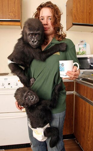 Gorilla facts: Gorilla with Human