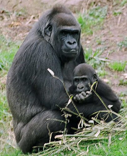Gorilla facts: Gorilla with baby