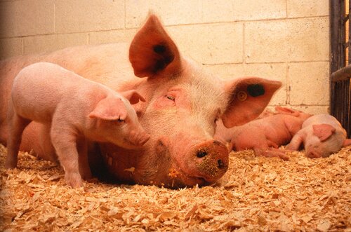 Pig facts: baby pig and sow